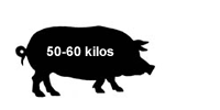Whole Pork Whole Pork